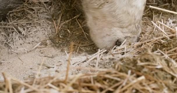 Koeien eten hooi in de boerderij schuur landbouw. Melkkoeien in boerderijschuur, stabiel. — Stockvideo