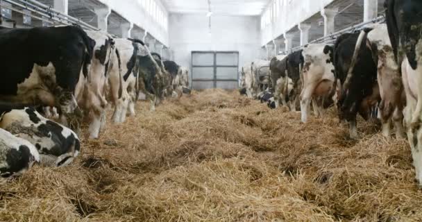 Vacas leiteiras prontas para ordenhar na quinta. Produção de leite. — Vídeo de Stock