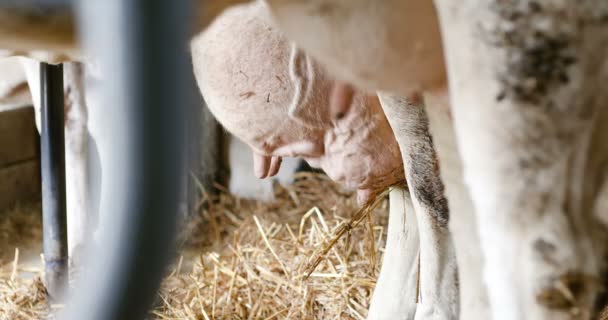 Milchkühe bereit zum Melken auf dem Bauernhof. Milchproduktion. — Stockvideo