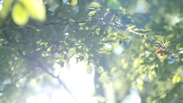 Morning sun comes up through leaves at sunrise — Stock Video