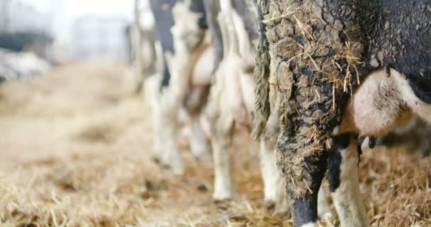 Milchkühe bereit zum Melken auf dem Bauernhof. Milchproduktion. — Stockvideo