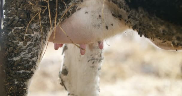 Vacas lechosas listas para ordeñar en la granja. Producción de leche. — Vídeos de Stock
