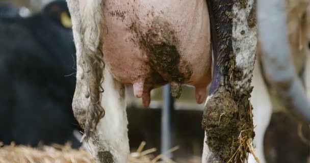 Mjölkkor redo för mjölkning på gården. Mjölkproduktion. — Stockvideo