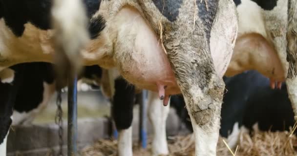 Vaches laitières prêtes pour la traite à la ferme. Production laitière. — Video