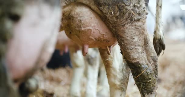 Vacas lechosas listas para ordeñar en la granja. Producción de leche. — Vídeos de Stock