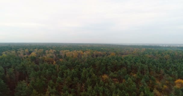 Flyger över skogen. Skog från ovan — Stockvideo