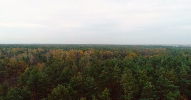 Volando sobre el bosque. Bosque desde arriba — Vídeo de stock