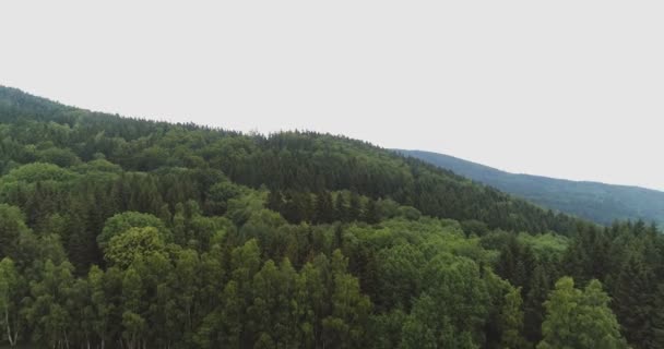 Voando sobre as belas árvores da floresta. Panorama da paisagem. — Vídeo de Stock