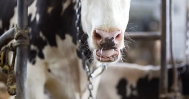 Корова ест сено в сельском хозяйстве. Молочные коровы в конюшне. — стоковое видео