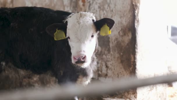 Современный фермерский коровник с дойными коровами, поедающими сено, коровы, кормящиеся на молочной ферме — стоковое видео