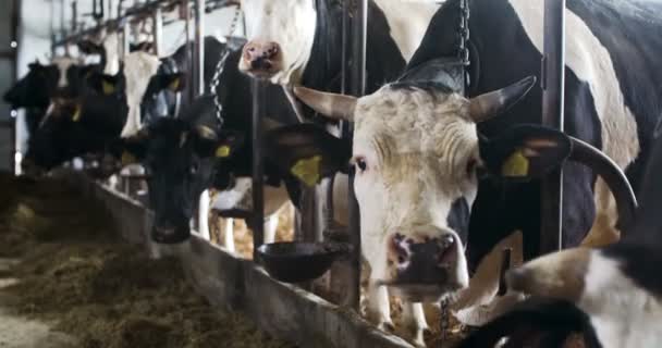 Moderní farmářská stodola s dojnými krávami, které jedí seno, Krávy krmící se na mléčné farmě — Stock video