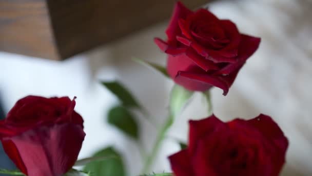 Rosas rojas frescas — Vídeo de stock