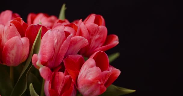 Flores frescas Tulipanes sobre fondo negro — Vídeos de Stock