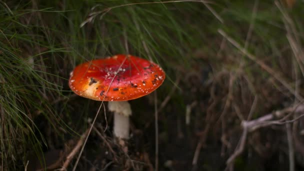 Taburete de sapo rojo peligroso en el bosque — Vídeo de stock