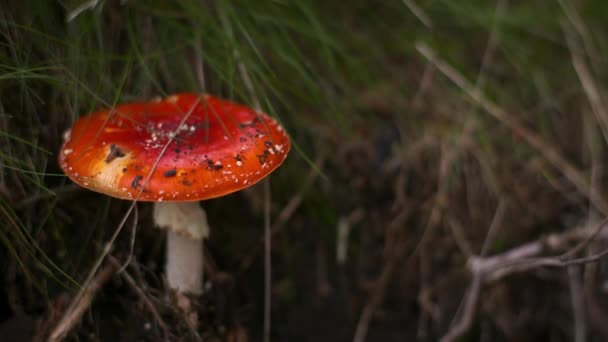 Gevaarlijke rode paddestoel in het bos — Stockvideo