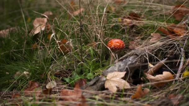 Taburete de sapo rojo peligroso en el bosque — Vídeos de Stock