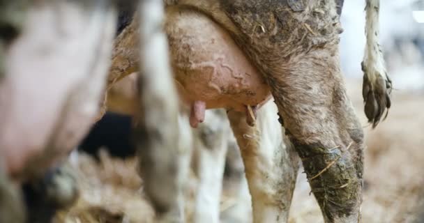 Agriculture close up of cow udders — Stock Video