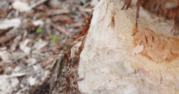 Половинчатый ствол дерева в лесу — стоковое видео