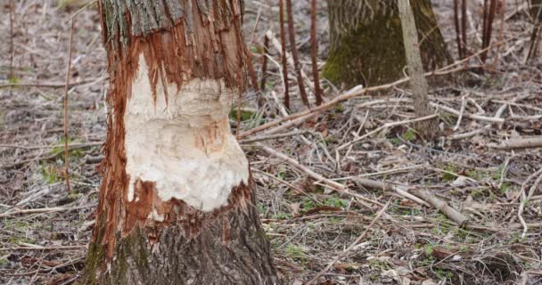 Tronco de meia árvore cortada na floresta — Vídeo de Stock