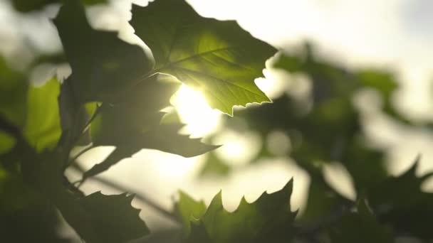Luz del sol brillando a través de las hojas — Vídeos de Stock