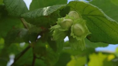 Fındık Ağaçta yetişir ormanda.