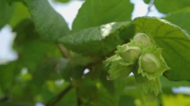 Fındık Ağaçta yetişir ormanda.