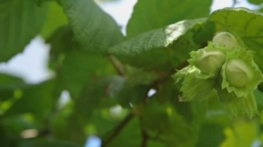 Fındık Ağaçta yetişir ormanda.