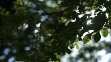 Sabah güneşi yaprakların arasından doğar gün doğumunda