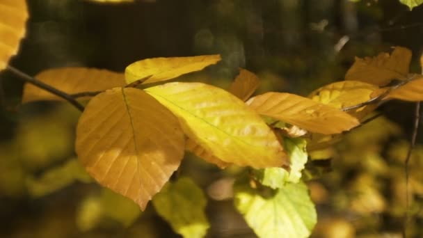 Floresta de outono com sol brilhando — Vídeo de Stock