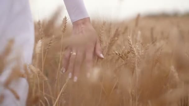 Mano de mujer corriendo por el campo de trigo. Las niñas mano tocando cultivos de trigo. — Vídeo de stock