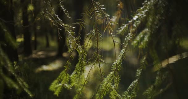 深い緑の森、緑の森 — ストック動画