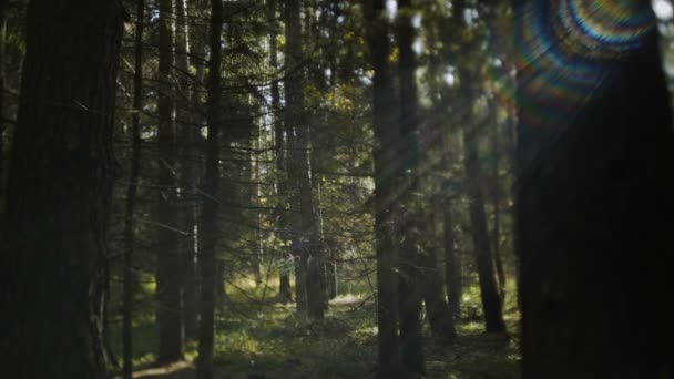 Bosque de otoño con sol brillante — Vídeo de stock