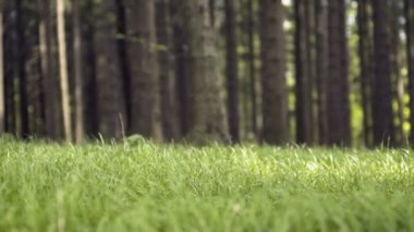 Şiddetli Rüzgarla Sallanan Bulrush Çiftliği