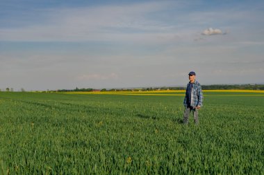 Modern Çiftçi Araştırmacı Tarım Alanında Dijital Tablet Kullanıyor. Çiftçi buğday tarlasını inceliyor.