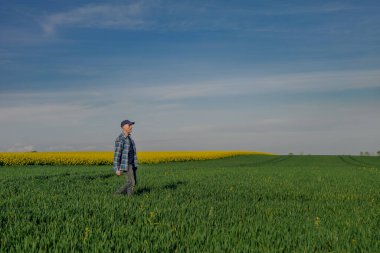Tarım Alanındaki Ürünleri İnceleyen Başarılı Çiftçi portresi. Çiftçi Buğday Tarlasına Bakıyor
