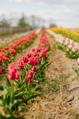 Hollanda 'daki Çiçek Çiftliği' nde açan Taze Kırmızı Mor Laleler