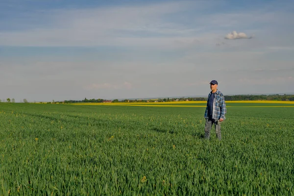 Chercheur agricole moderne utilisant une tablette numérique sur le terrain agricole. Agriculteur examinant le champ de blé. — Photo