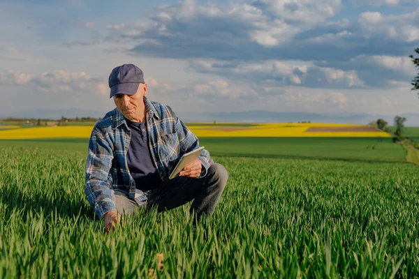 Úspěšný agronomista dotýkající se pšeničných plodin a zkoumání pole zemědělství — Stock fotografie