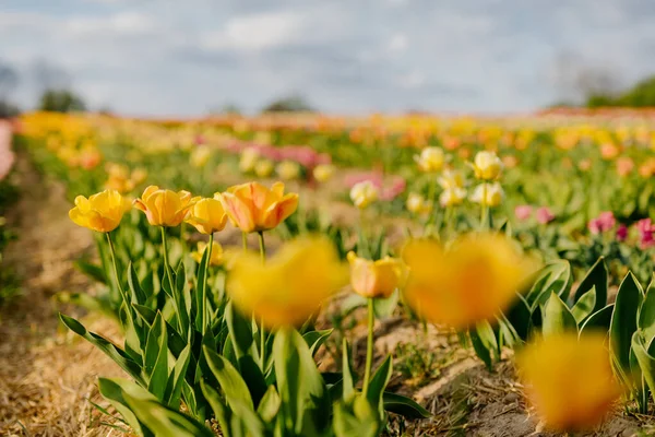 Žluté tulipány kvetoucí na poli na farmě Flower Plantation v Nizozemsku — Stock fotografie