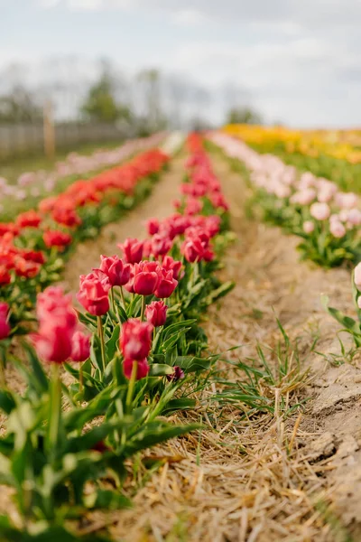 Hollanda 'daki Çiçek Çiftliği' nde açan Taze Kırmızı Mor Laleler — Stok fotoğraf