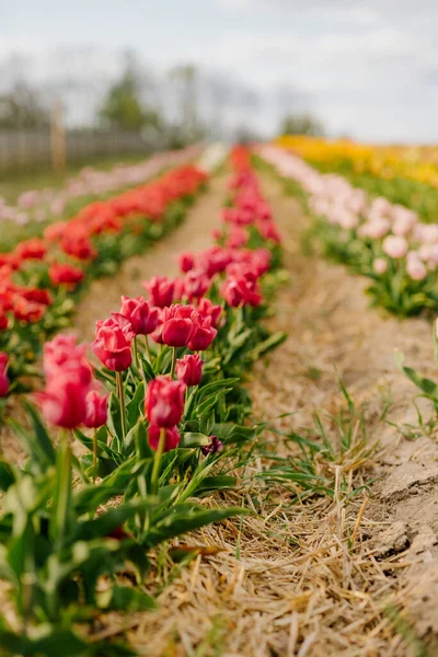Fris Rood Paarse Tulpen Bloeiend op Veld op Bloemenplantage Boerderij in Nederland — Stockfoto