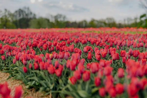 Krásné červené tulipány kvetoucí na poli zemědělství — Stock fotografie