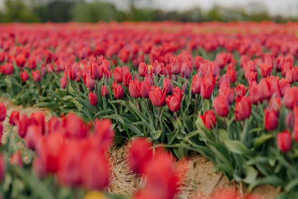 Belle floraison de tulipes rouges sur l'agriculture de champ — Photo