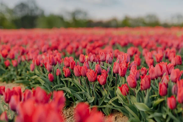 Krásné červené tulipány kvetoucí na poli zemědělství — Stock fotografie