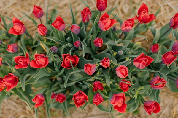 Tulipas vermelhas bonitas florescendo na agricultura de campo — Fotografia de Stock