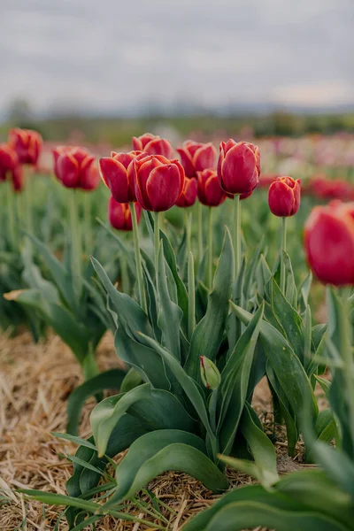 Krásné červené tulipány kvetoucí na poli zemědělství — Stock fotografie