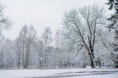 Kış manzarası. Kışın karla kaplı ağaç.