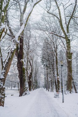 Kış manzarası. Kışın karla kaplı ağaç.