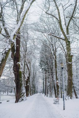 Kış manzarası. Kışın karla kaplı ağaç.