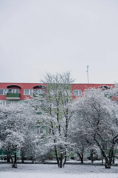 Winter in the City. Tree Covered with Snow in Winter.